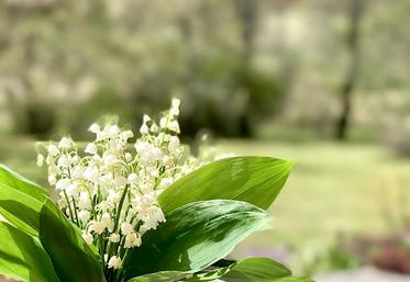 Les milliers de brins destinés aux fleuristes et grossistes pourraient bien rester aux champs cette année en raison du confinement lié à l’épidémie de Covid-19.