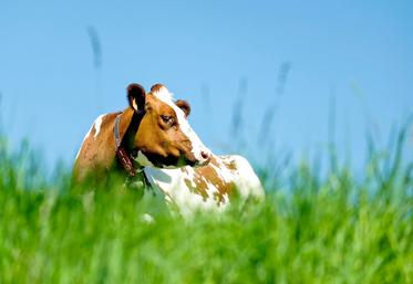 Les vaches sont particulièrement sensibles aux fortes chaleurs. 