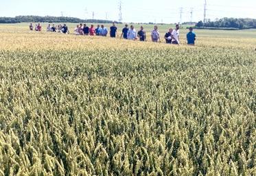 Visite de la plateforme variétale de blés à Bertangles.
