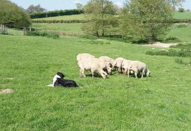 Acheter plutôt des agneaux : il y a plus de choix et ils s’adaptent mieux que les Antenais.