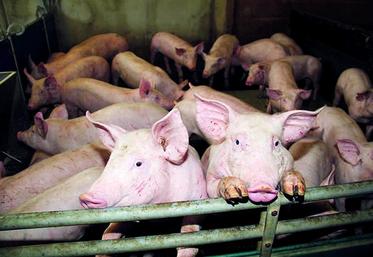Un tiers de la viande porcine française est exportée, dont 20 % vers la Chine, première destination du porc français.