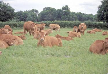 L’offre actuelle de l’Union européenne au Mercosur pour la viande bovine «pourrait menacer ce secteur fragile dans 
nos pays, compte tenu en particulier de l’impact potentiellement dramatique d’un Brexit désordonné sur les marchés de l’Union européenne», indiquent les signataires de la lettre.
