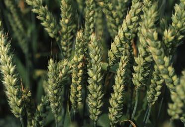 La récente «flambée» de l’euro face au dollar semble être le principal facteur des difficultés à l’export, selon Marc Zribi, chef de l’unité grains et sucre.