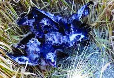 Les busards nichent à même le sol dans les champs.