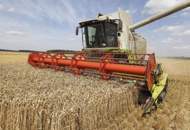 Les rendements des blés sont excellents et plutôt homogènes dans le département.