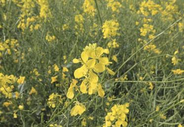 Au niveau européen, Eurostat estime la production 2018 de colza à 19,7 millions de tonnes.