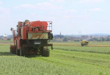 Le nombre d’exploitations qui produisent des légumes pour l’industrie a tendance à diminuer tandis que les surfaces restent stables en France.