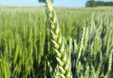 blé hybride