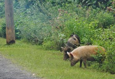 nucléaire et cochon