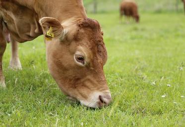 Aides couplées bovins