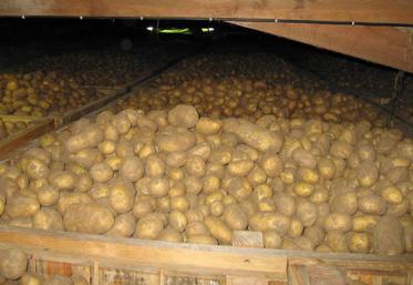 Stockage pommes de terre