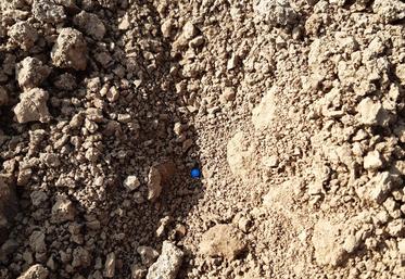 Semences de betteraves