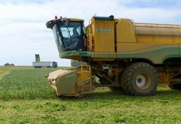 Légumes d'industrie