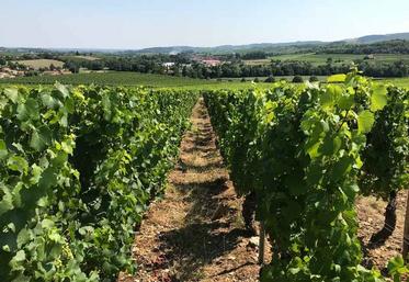 vignes cuivre mildiou