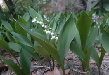 muguet