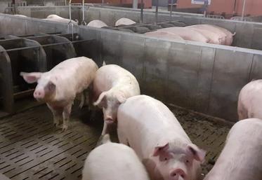 élevage porcin