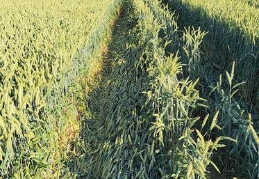 dégâts sur blé