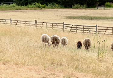 sécheresse et herbe
