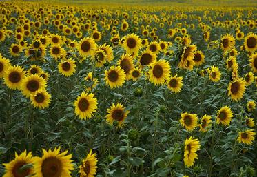 tournesol