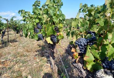 Dégâts de sangliers