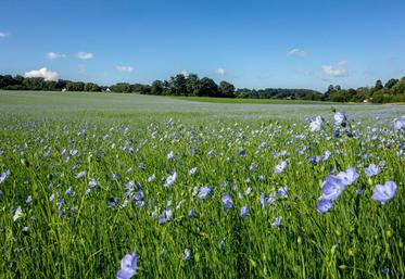 En lin bio, la marge est supérieure de 30 % environ par rapport au lin conventionnel.