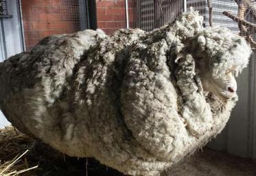 Objectif : accroître de 4 % à 24 % la part de laine produite et transformée en France» d’ici 2024.