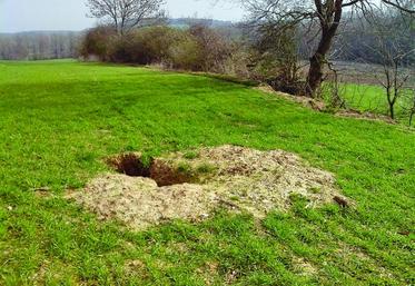 Derrière une apparence inoffensive, le blaireau est un redoutable opportuniste.