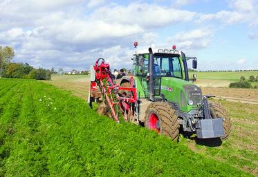 Récoltes de carottes bio sur l’exploitation de Raoul Leturcq, à Thieux.