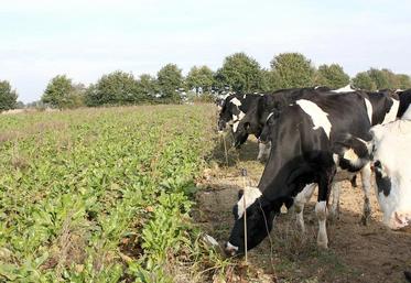 Le pâturage des betteraves est souvent pratiqué à partir du mois d’août afin de pallier le manque d’herbe à cette période et se poursuit en automne.