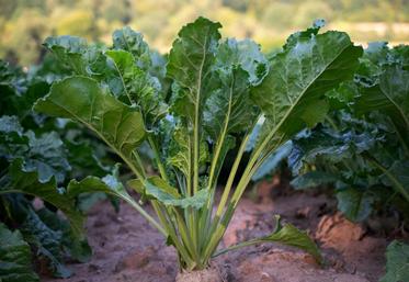 Le Parlement a autorisé le 4 novembre, via un ultime vote du Sénat, le retour temporaire des néonicotinoïdes pour soutenir la filière betterave à sucre.