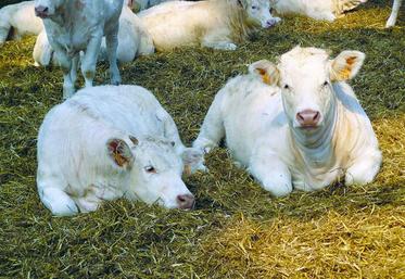 365 élevage bovins, 9 élevage porcins et  poulaillers pourraient être touchés par l’intégration de la vallée de l’Authie en zone vulnérable.