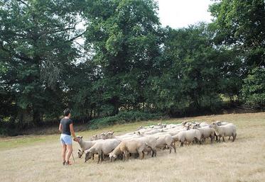 Le manque d’herbe entraine une baisse du nombre d’agneaux à naître.