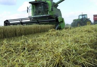 Les rendements des escourgeons devraient se situer globalement un peu en-deçà de ceux de l'an dernier.