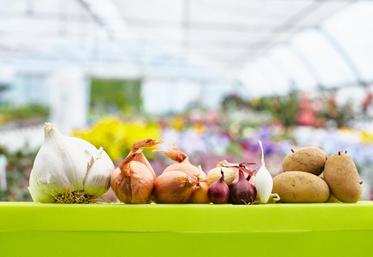 La vente des plants potagers est considérée comme un achat de première nécessité, donc les horticulteurs peuvent ouvrir à nouveau. Mais difficile pour eux de faire respecter les mesures barrières…