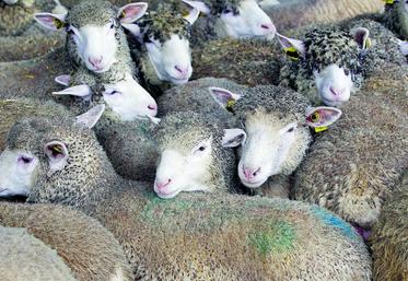 La production et la consommation françaises de viande ovine ne cessent de chuter. La France est très déficitaire en viande ovine et en importe 57 % de sa consommation. Face à ce constat, l’Institut de l’élevage a engagé des réflexions pour en conserver une production significative.