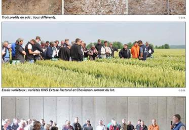 Essais variétaux : variétés KWS Extase Pastoral et Chevignon sortent du lot.