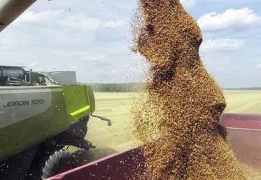 Les rendements annoncés se situent le plus souvent dans 
la fourchette 90 à 95 quintaux voire plus.