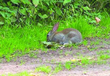 Le tir de bon nombre d'espèces dont le lapin a été simplifié.