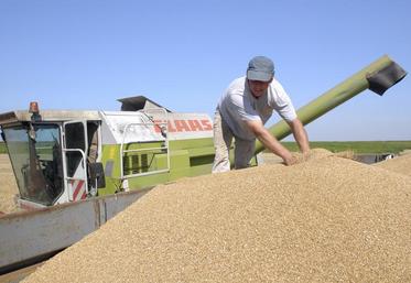 70 % des 700 millions de tonnes de blé produites dans le monde servent à nourrir directement les hommes, soit environ 480 millions de tonnes. La part dédiée à l’alimentation animale est de l’ordre d’environ 20 %, soit près de 135 millions de tonnes, dont 50 millions de tonnes uniquement au sein de l’Union européenne.