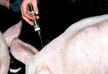 L’utilisation des antibiotiques comme accélérateurs de croissance est une pratique courante pour les éleveurs canadiens, alors qu’ils sont interdits depuis 2006 au sein de l’Union européenne.