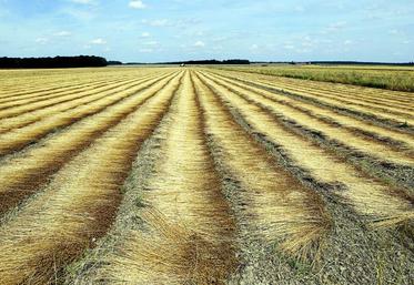 Le rendement paille de cette récolte devrait dépasser les 8 tonnes.