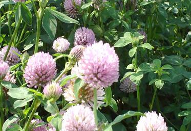 En temps normal, le rendement moyen de graines se situe entre 5 et 6 quintaux par hectare. Compte tenu des conditions climatiques du printemps et de l’été 2020, la culture a fortement souffert.