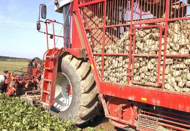 90 % des betteraves étaient arrachées au 1er décembre, soit moins que les années précédentes.