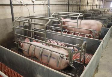 Pour son développement futur, la filière mise principalement sur la segmentation du marché. Elle souhaite notamment travailler sur la gestion des sigles officiels de qualité : Label rouge, IGP, Agriculture biologique... 