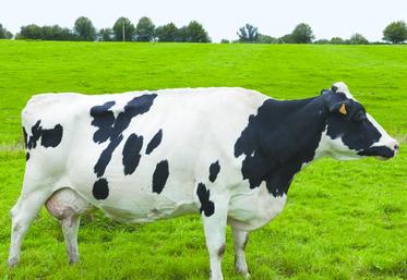 L’objectif devrait être une remise à la reproduction dès 50 à 60 jours après vêlage, quelle que soit la race du troupeau.