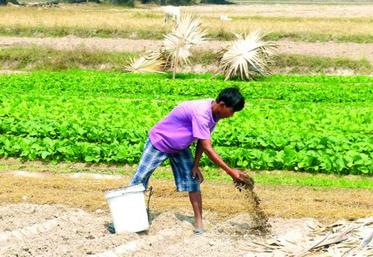 La diversification est une réflexion commune à toutes les agricultures du monde. Telle est une des voies empruntées par la Fédération des agriculteurs et des entrepreneurs pour le Cambodge.