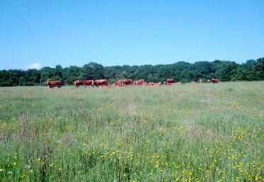 La présence d’adventices doit être contenue. 