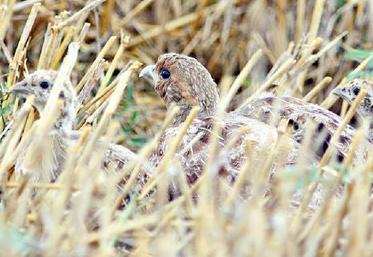 Un plan de sauvetage a été mis en place, qui consiste à récupérer les œufs de perdrix dans les nids abandonnés 
et dans les secteurs à risque.