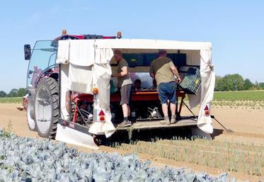 La culture des légumes de plein champ, très coûteuse en main-d’œuvre, est une activité pourvoyeuse d’emplois.