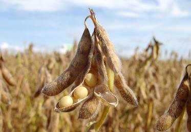 En moyenne, les élevages les plus efficaces produisent 100 000 litres de lait avec 6 000 kg de MAT en moins que ceux moins efficaces, soit environ 12 t de soja.